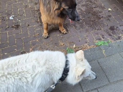 Handhaving Vlaardingen redt honden uit bloedhete auto