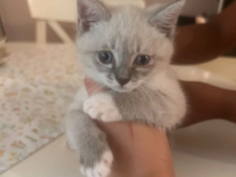 Kitten Luna vermist in Vlaardingen