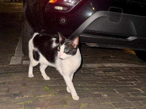 Ollie reist als verstekeling van Leiden naar Vlaardingen