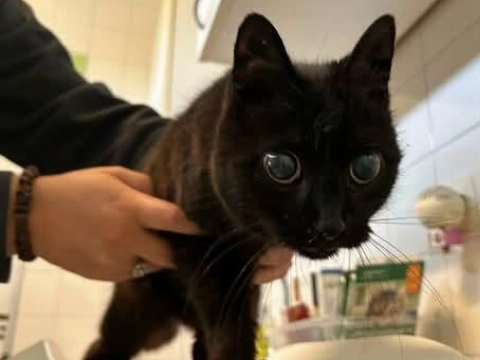 Blinde poes gevonden in Vlaardingen