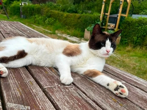 Baasje zoekt kat Boncuk die uit Broekpolder is verdwenen
