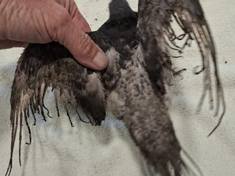 Verbrande duif mogelijk slachtoffer van explosie bij kapperszaak