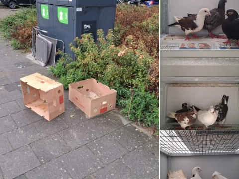 Tien duiven gedumpt bij vuilcontainers in Vlaardingen