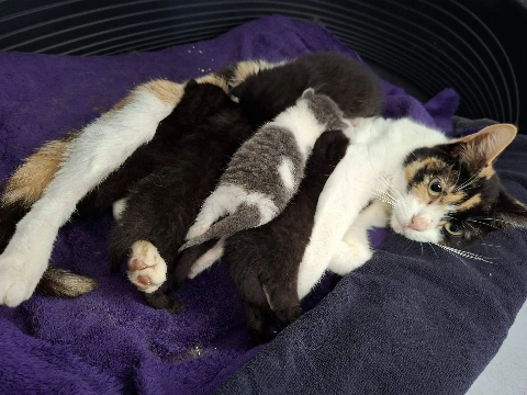 Moederpoes met zes kittens gedumpt in de Broekpolder