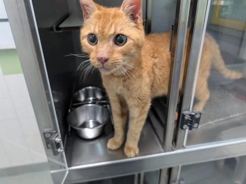 Rode kater gevonden in Vlaardingen