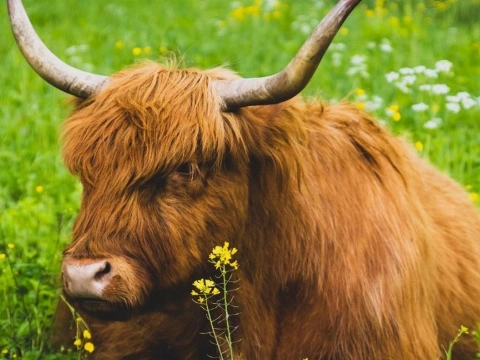 Op zoek naar Schotse hooglanders tijdens wandeling door Broekpolder