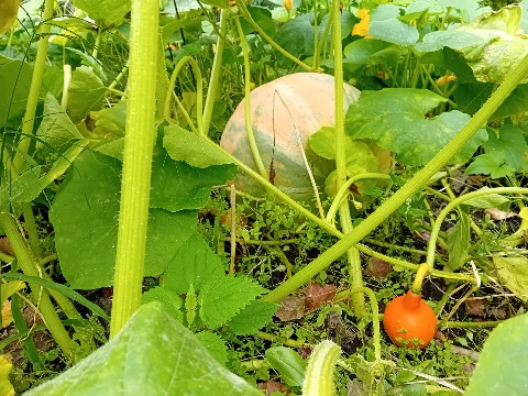 Van verse oogst tot dampende soep: Tuin Holy organiseert vierde soepdag