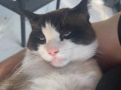 Vermiste kat Boncuk weer thuis: bang, mager en gewond maar hij komt er bovenop!