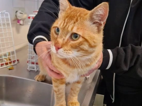 Gewonde kat gevonden in Vlaardingen