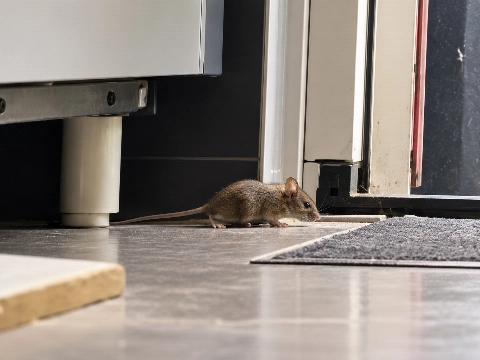 Bewoners Gruttostraat melden muizen in huis, raadslid wil onderzoek