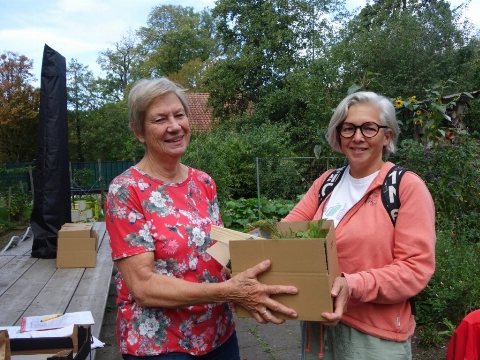 Plantjes voor een bomenspiegel