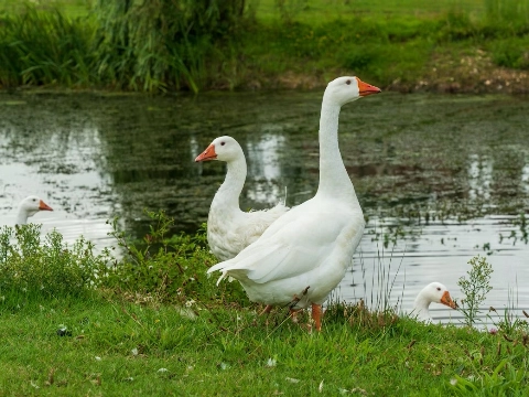 Overlastgevende ganzen verwijderd uit het Nieuwelantpark