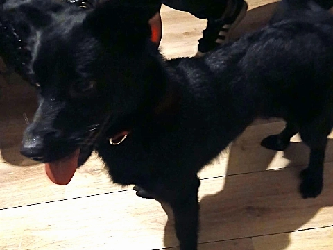 Zwart hondje gevonden op de Parallelweg