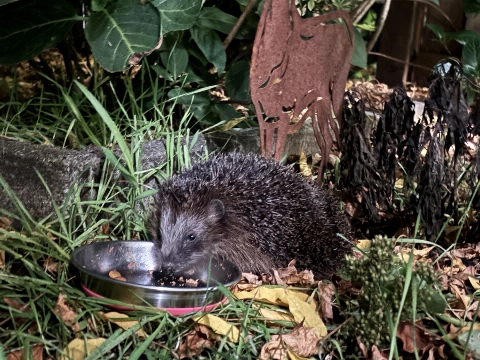 Vlaardingen is ook van dieren