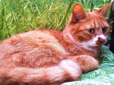 Vermist: Guus!