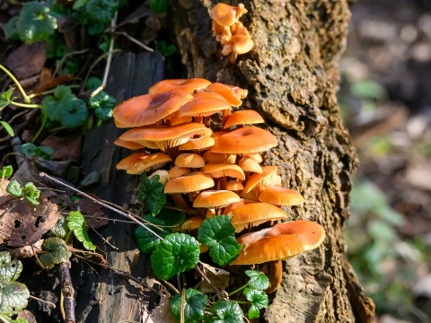 Broekpolder laat herfstkleuren zien tijdens de herfstwandeling