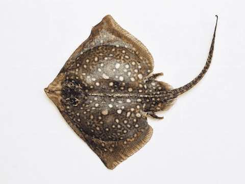Museum zoekt herinneringen aan het aquarium van het Visserijmuseum
