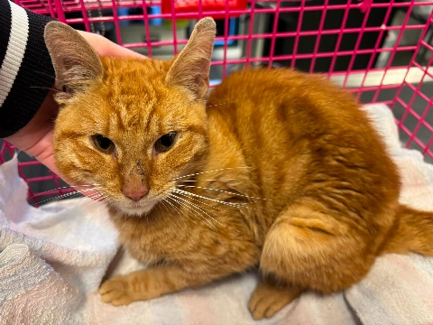 Ernstig verzwakte jonge kat gevonden in Vlaardingen