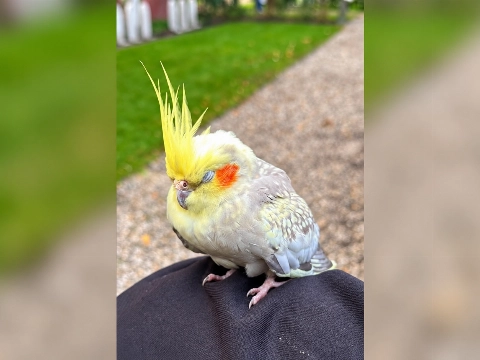 Valkparkiet gevonden bij het Emaus in Vlaardingen