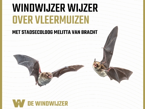 Stadsecoloog neemt bezoekers mee in de wereld van vleermuizen