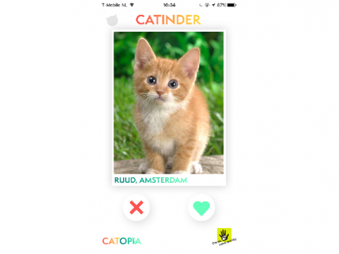 Een kat vinden via Catinder