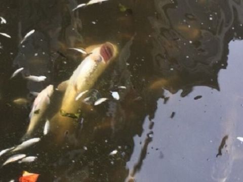 Dode vissen in vijvers door rioolwater
