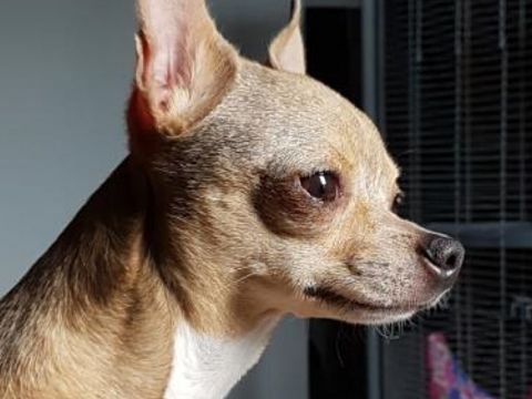 Chihuahua Djuna vermist