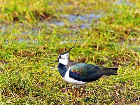 Boeren vragen: &lsquo;Houdt u uw hond aan de lijn?'