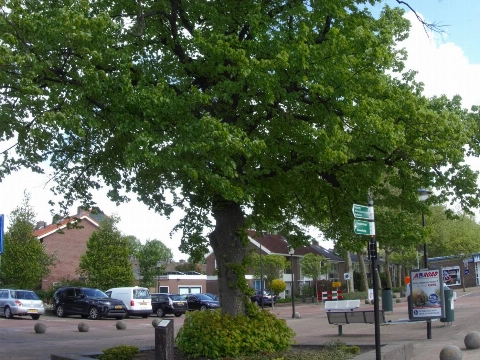 Een feestje voor een 111-jarige