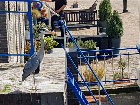Feestmaal voor reigers bij Monstersche sluis