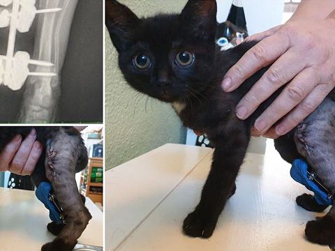 Gevonden kitten met gebroken pootje geopereerd