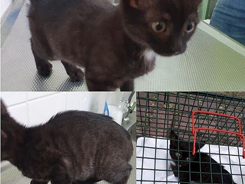 Kitten met gebroken pootje gevonden aan Mozartlaan
