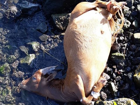 Weer dode geit langs het Scheur