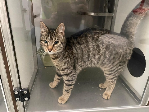 Poes gevonden aan de Mozartlaan in Maassluis