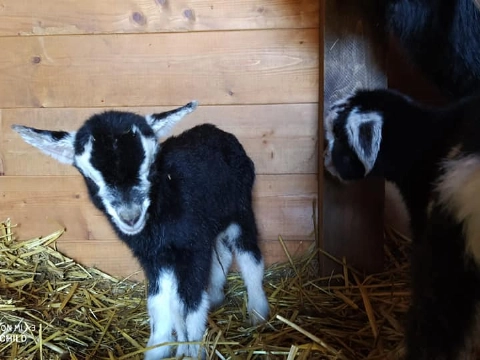 Dierenweide Sportlaan blijft bestaan