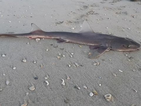 Dode haai aangespoeld op strand