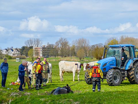 Brandweer en boer redden koe uit slootje Zuidbuurt
