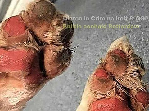 Politie: Pas op voor verbrande hondenpootjes