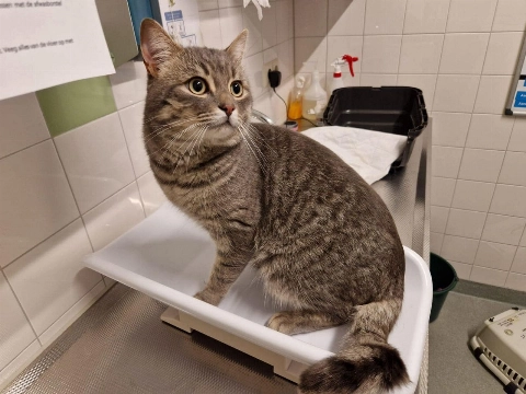 Baasje gezocht: kat lift mee met bezorgdienst!