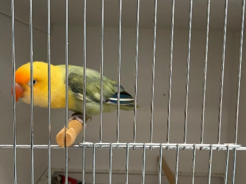 Dwergpapegaai gevonden in Maassluis