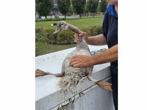 Jonge zwaan vast in put
