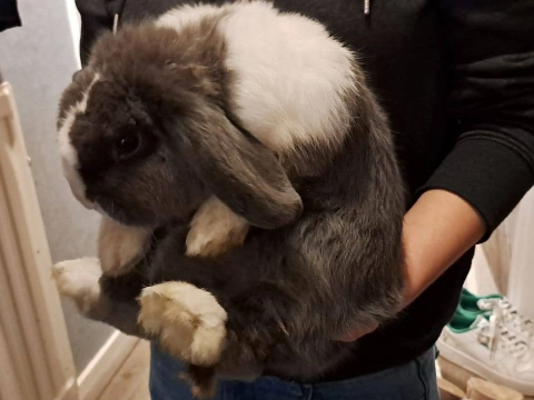 Wie mist zijn hangoorkonijn?