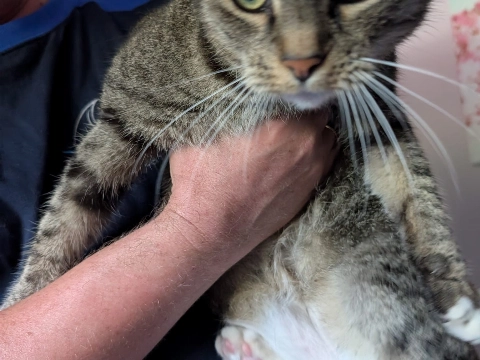 Wie is zijn poes kwijt?