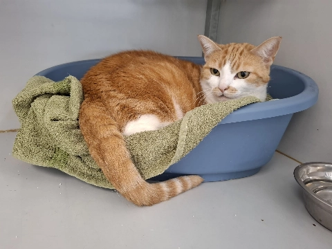 Poes gevonden aan de Uiverlaan