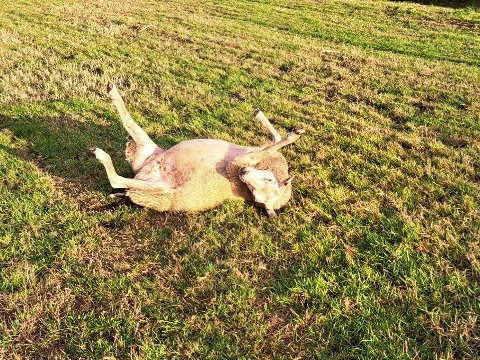 Dierenambulance redt schaap langs A20