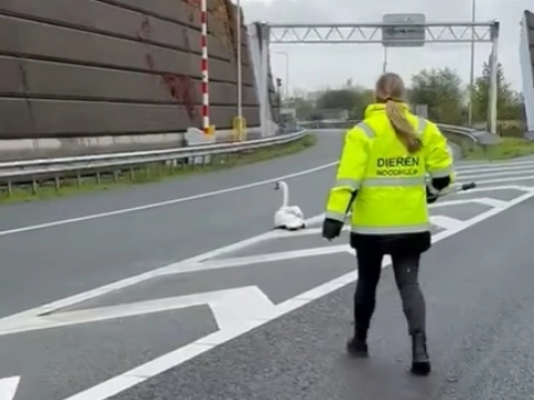 Dierenambulance redt twee zwanen van A4