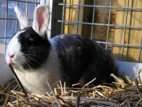 Waar staat het warme nestje van dit konijn?