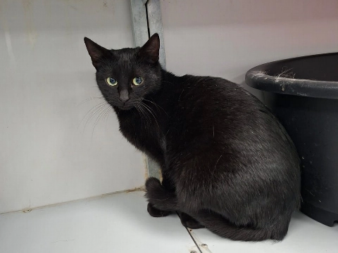 Kat gevonden in Maassluis