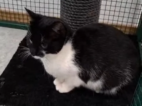 Moederpoes met vier kittens gedumpt in Vertowijk