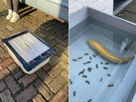 Levende vis gedumpt bij afvalcontainer